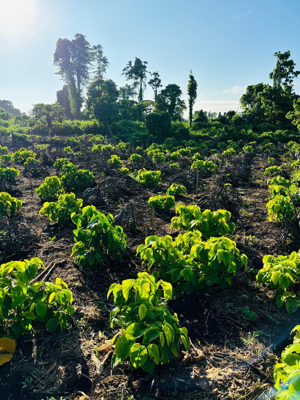 Kava roots harvest